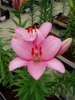 [1640 Termoli No01.JPG]